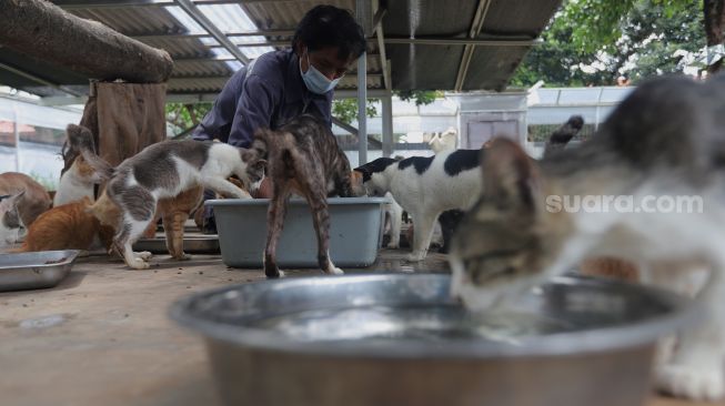 Petugas memberikan pakan kepada sejumlah kucing di Shelter Kucing Puskeswan Ragunan, Jakarta, Jumat (25/2/2022). [Suara.com/Angga Budhiyanto]