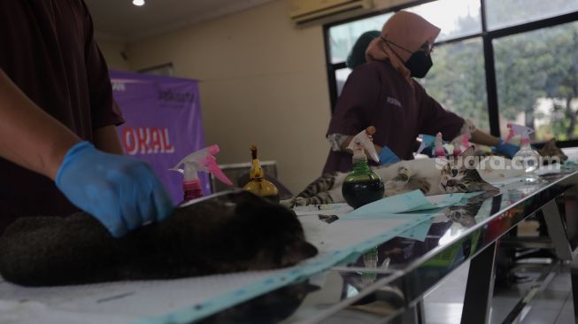 Dokter hewan melakukan operasi sterilisasi kucing di Puskeswan Ragunan, Jakarta, Jumat (25/2/2022). [Suara.com/Angga Budhiyanto]