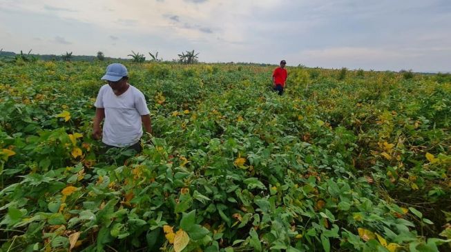 Kementan Berikan Bibit Unggul, Penangkar Kedelai Optimis Penuhi Produksi Kedelai Lokal