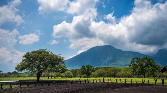 Hutan di Taman Nasional Baluran (Instagram/melatiingah_nature)