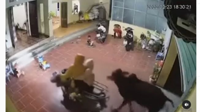 Viral Sapi Nyelonong Masuk Rumah Orang Saat Pemilik Parkirkan Motor, Warganet: Berkah Bulan Ramadhan