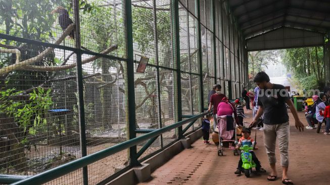 Pengunjung melihat satwa di Taman Marga Satwa Ragunan, Jakarta Selatan, Senin (28/2/2022). [Suara.com/Alfian Winanto]