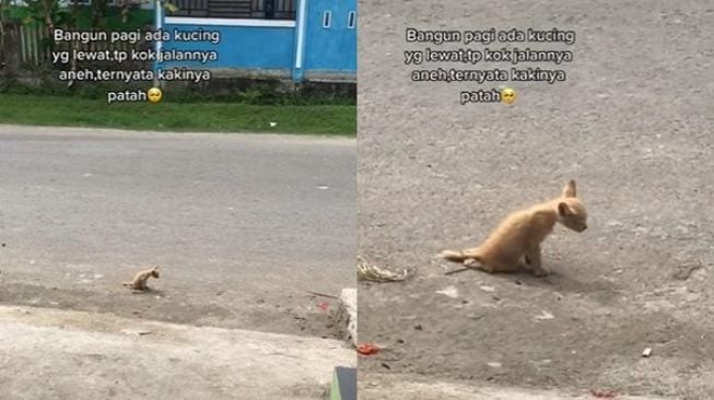 Ditonton 9 Juta Kali, Anak Kucing Seret Tubuh di Pinggir Jalan, Videonya Bikin Nangis