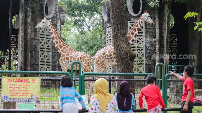 Pengunjung melihat satwa di Taman Marga Satwa Ragunan, Jakarta Selatan, Senin (28/2/2022). [Suara.com/Alfian Winanto]