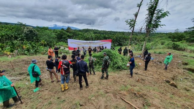 6,28 Hektare Ladang Ganja Ditemukan di Aceh, Berawal dari Ungkap Kasus di Lampung