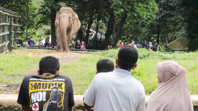 Pengunjung melihat satwa di Taman Marga Satwa Ragunan, Jakarta Selatan, Senin (28/2/2022). [Suara.com/Alfian Winanto]