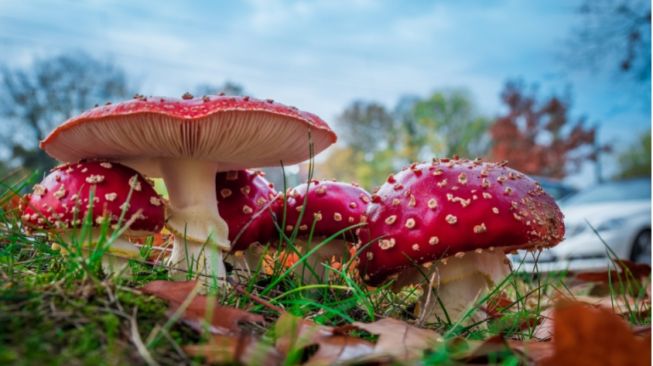 Mengenal Amanita Muscaria, Si Cantik Beracun Inspirasi Animasi Jamur