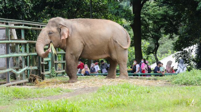 Pengunjung melihat satwa di Taman Marga Satwa Ragunan, Jakarta Selatan, Senin (28/2/2022). [Suara.com/Alfian Winanto]