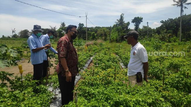 Hasil Panen Cabai Off Season Capai 2 Kwintal, Komisi B DPRD Berharap Bisa Ditanam di Tempat Lain