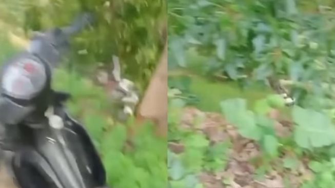 Viral Pemuda Atraksi Motor di Jalanan, Berakhir Apes Motor Terlempar ke Jurang (instagram/@fakta.beriita)