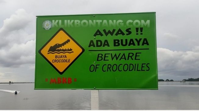 Gerak Cepat, BKSDA Kaltim Bakal Evakuasi Buaya yang Terkam Warga Bontang Kuala