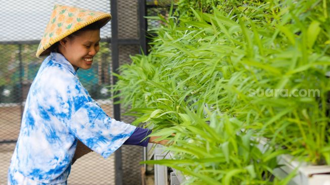 Maisa (27), Pemudi berkebutuhan khusus penyandang Autisme mengelola kebun hidroponik di Kawasan Ciganjur, Jakarta Selatan, Rabu (2/3/2022).[Suara.com/Septian]