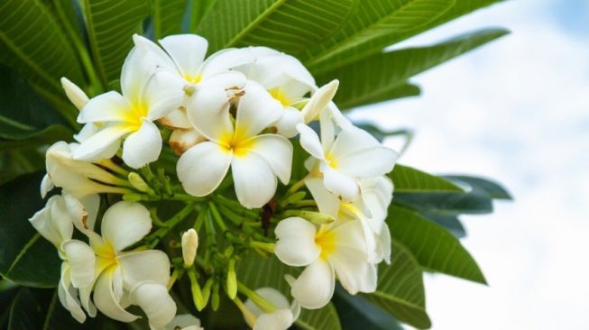 Punya Kesan Horor, Ini 4 Alasan Pohon Kamboja Selalu Ada di Kuburan