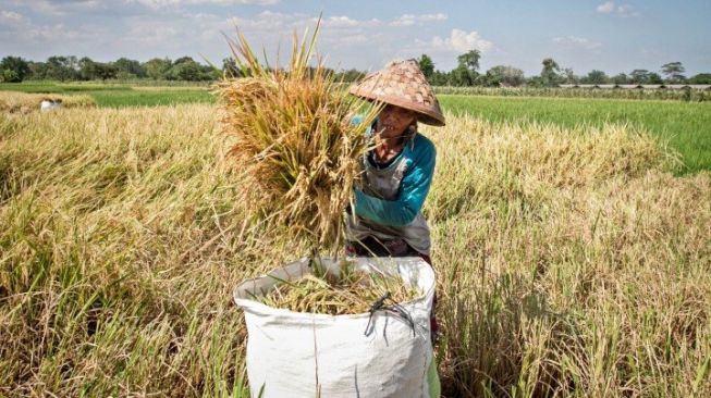 Produksi Padi di Bumi Mulawarman pada 2021 Diperkirakan Turun 6,77 Persen, Terjadi di 3 Daerah Termasuk IKN Nusantara