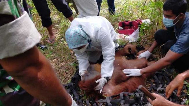 Pakai Senapan Bius, Orang Utan Terjebak di Kebun Warga Dievakuasi BKSDA