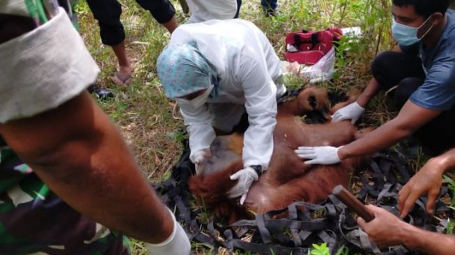 Orang Utan Terjebak di Kebun Warga Aceh, Begini Kondisinya