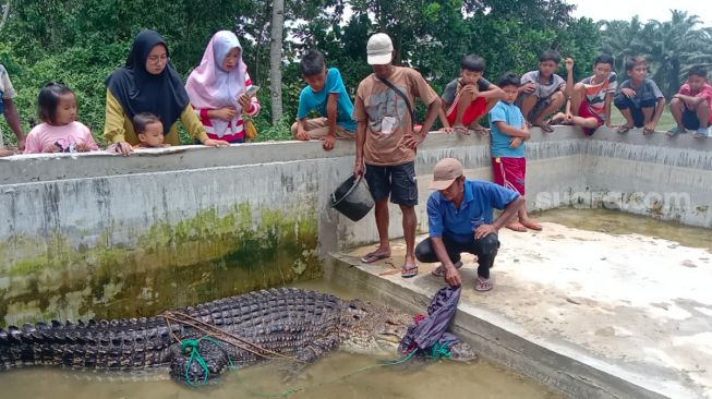 Sering Muncul ke Permukaan Sungai, Buaya Betina Sepanjang 3,25 Meter Ditangkap Warga