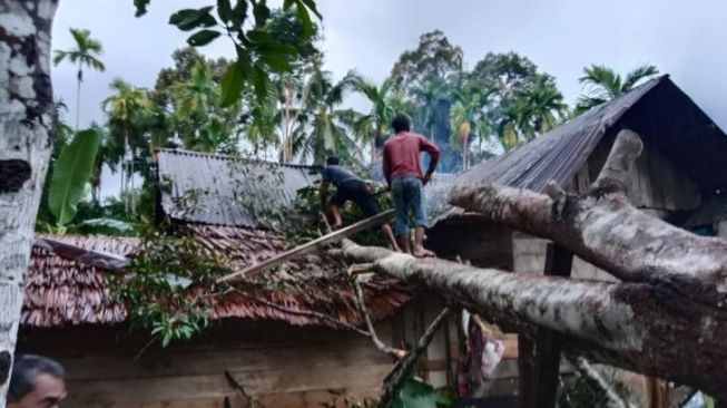 Angin Kencang, Pohon Tumbang Timpa 5 Rumah Warga di Aceh Jaya