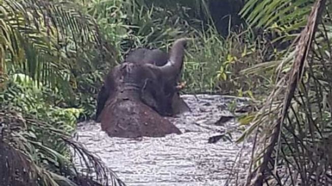 Dua Gajah Terjebak dalam Rawa di Indragiri Hulu, Ini Penjelasan BBKSDA Riau