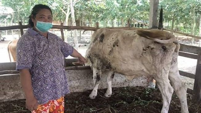 Penyakit Lumpy Skin pada Sapi Terdeteksi di Riau, Ini Tanggapan Kementan