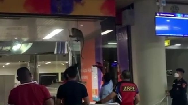 Viral, Monyet Tak Mau Diusir dari Pintu Kedatangan Bandara Hang Nadim Batam, Netizen: Hutan Mereka Habis