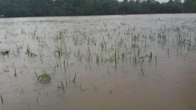 Seribuan Hektare Sawah Siap Panen di Aceh Timur Terendam Banjir