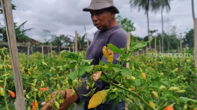 Mahal di Pasaran, Cabai Rusak di Ladang