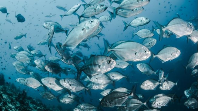 Nyeleneh, Ikan Bisa Berenang Malah Dipasang Benda Ini, Langsung Tuai Reaksi Publik