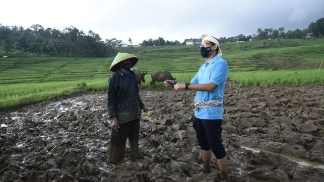 Sandiaga Uno Nyebur ke Sawah Beri Bantuan ke Petani di Majalengka