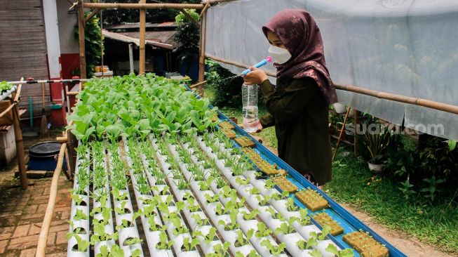 Sisi (24) melakukan pengecekan kebun hidroponik di halaman rumahnya di Bojongsari, Depok, Selasa (8/3/2022).[Suara.com/Septian]