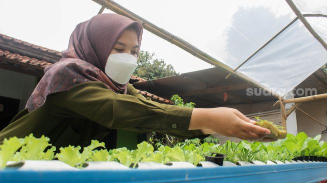 Sisi (24) melakukan pengecekan kebun hidroponik di halaman rumahnya di Bojongsari, Depok, Selasa (8/3/2022).[Suara.com/Septian]