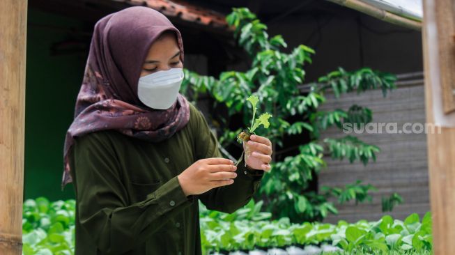 Sisi (24) melakukan pengecekan kebun hidroponik di halaman rumahnya di Bojongsari, Depok, Selasa (8/3/2022).[Suara.com/Septian]