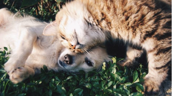 Pecinta Hewan Harus Tahu, 10 Makanan Ini Berbahaya untuk Anjing dan Kucing Loh!