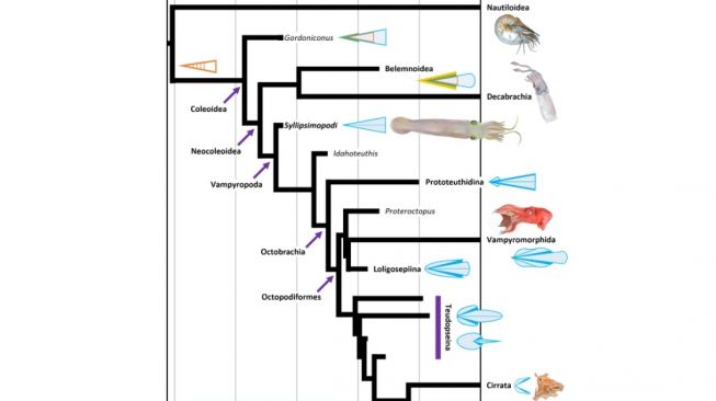 Hubungan kekerabatan Syllipsimopodi bideni. [Nature]