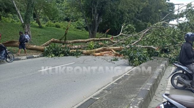 Pohon Tumbang di Jalan Cipto Mangunkusumo Bontang, Satu Pengendara Motor Dikabarkan Terluka