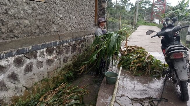 Suparjo (35 tahun) mencuci pakan ternak yang terkena sisa abu vulkanik Gunung Merapi, Kamis (10/3/2022). [Suara.com/Angga Haksoro]