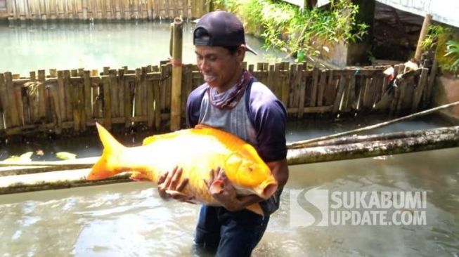 Tolak Uang Puluhan Juta Rupiah, Japrot Pilih Pelihara Ikan Mas Jumbo yang Ia Dapat di Situ Kubang