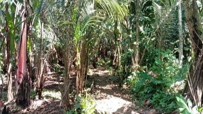 Monyet Serang Tanaman di Payangan, Petani Resah