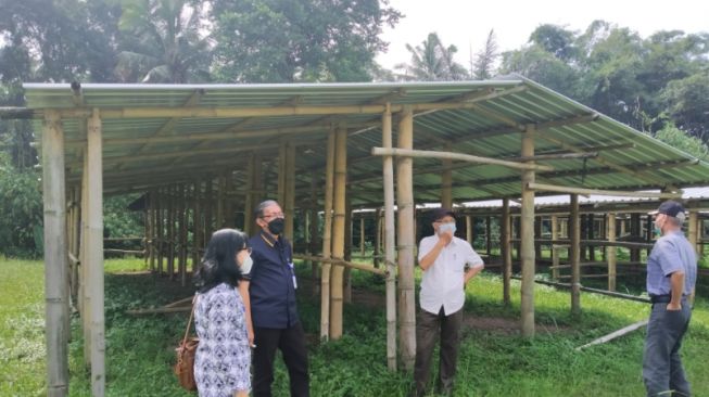 Antisipasi Erupsi Susulan Merapi, Ini Lokasi Evakuasi Ternak yang Disiapkan Pemkab Sleman