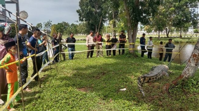 BKSDA Larang Warga Tangkap Buaya di Sungai Selagan, Pemkab Persilakan Lakukan Penangkapan