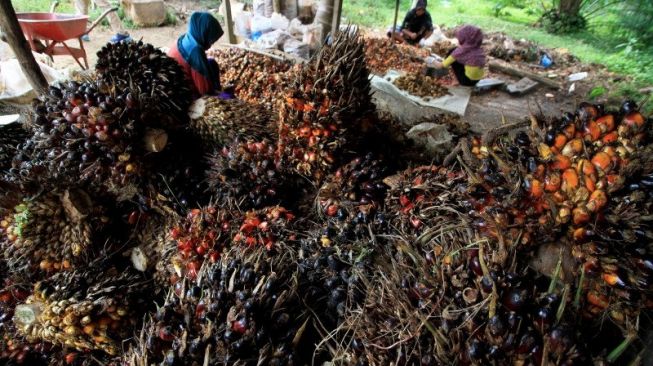 Ironi Perkebunan Sawit di Sumsel: Kaya Cuan, Minim Perlindungan Buruh Perempuan