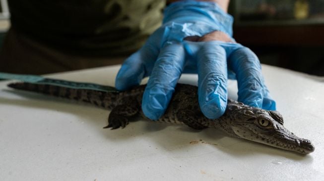 Seekor buaya Amerika berusia 45 hari yang baru menetas diukur selama kontrol berkala di Kebun Binatang Huachipa, Peru, Kamis (10/3/2022). [Cris BOURONCLE / AFP]