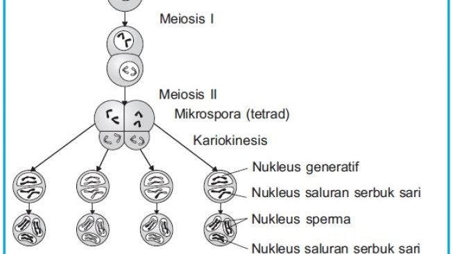 Pelajaran Biologi: Ini Perbedaan Gamet Mikrosporogenesis dan Megasporogenesis pada Tumbuhan