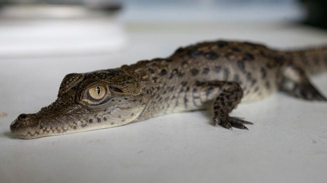 Seekor buaya Amerika berusia 45 hari yang baru menetas diukur selama kontrol berkala di Kebun Binatang Huachipa, Peru, Kamis (10/3/2022). [Cris BOURONCLE / AFP]
