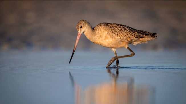 Mengenal Godwit, Burung yang Jadi Inspirasi Logo Traveloka