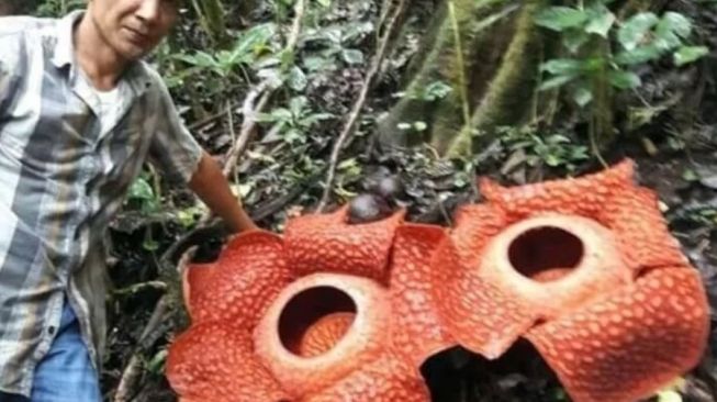 15 Individu Bunga Bangkai Rafflesia Arnoldi Mekar di Agam