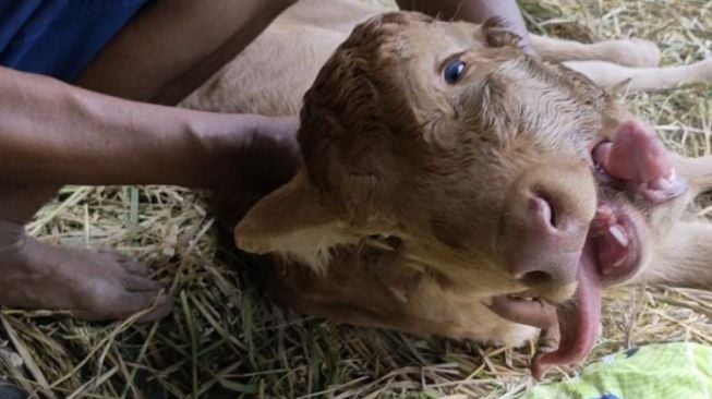 Warga Puger Jember Gempar Ada Anak Sapi Alias Pedet Lahir dengan Mulut Bercabang Tiga