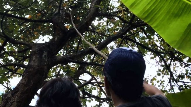 Cerita Pemburu Kroto di Semarang: Berjibaku Susuri Hutan, Harganya Lebih Mahal dari Beras Satu Karung