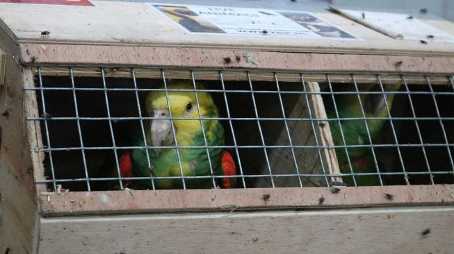 Ribuan Burung dari Afrika Selatan dan Malaysia Dipulangkan ke Negara Asal