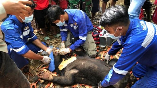 Beruang Madu Ditemukan Terjerat di Aceh Barat Daya